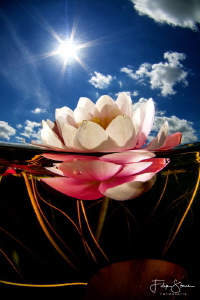 Waterlily, Turnhout, Belgium. by Filip Staes 